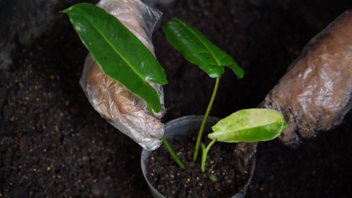 在家里，用手将室内植物放在一个花盆里。