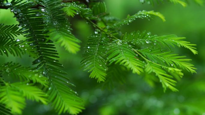 雨中树枝雨中树木 雨后樱花树海棠树雨停