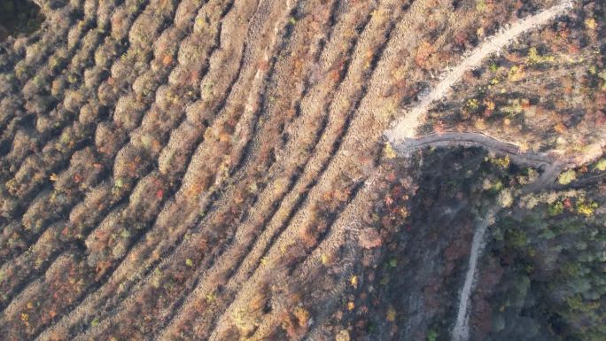 黄土高原荒山生态修复造林工程