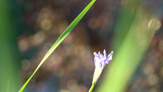 菖蒲花特写镜头