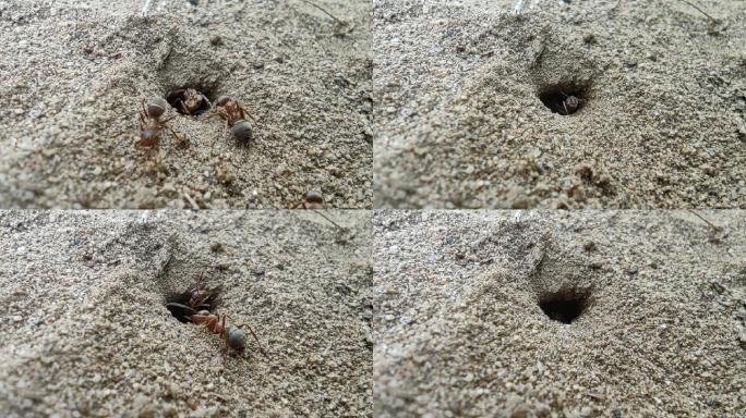 蝼蚁、蚂蚁打洞