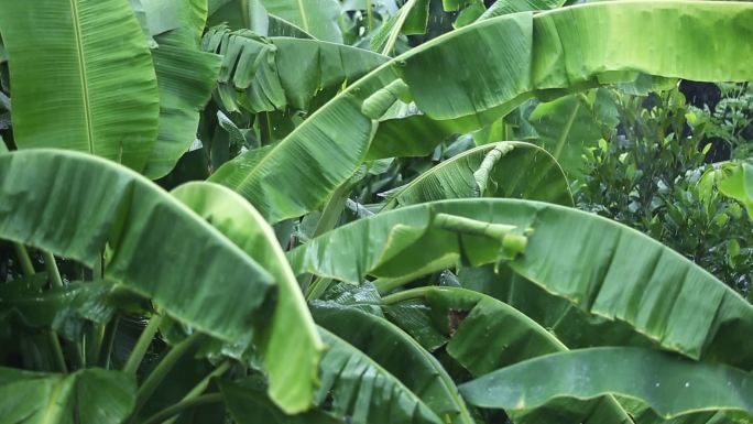 雨天，雨点落在大自然绿色的香蕉叶上。