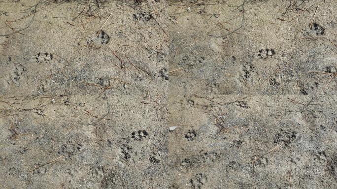亚洲野狗的爪子印在沙滩上。