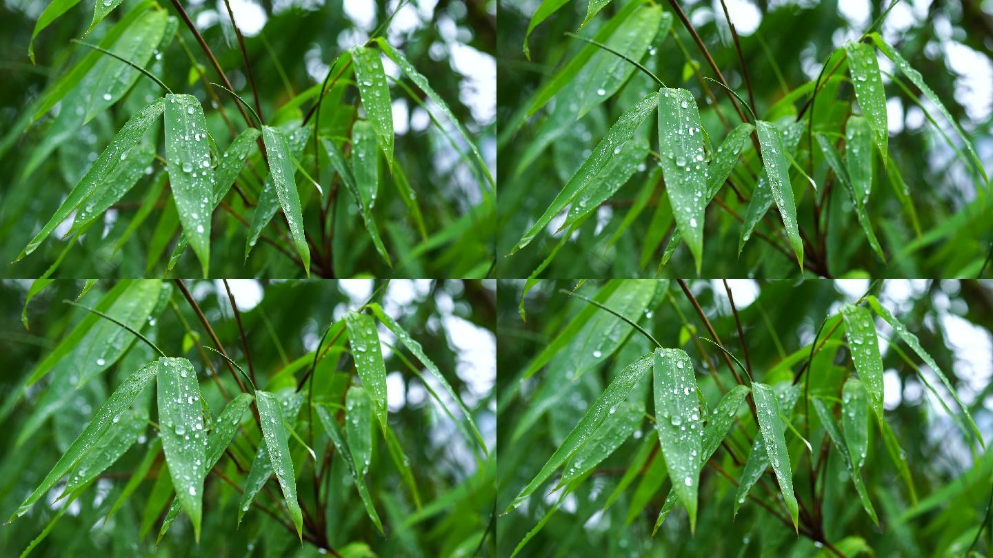 春雨绵绵