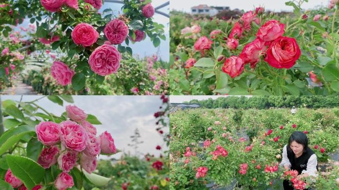 4k初夏美丽乡村月季园实拍