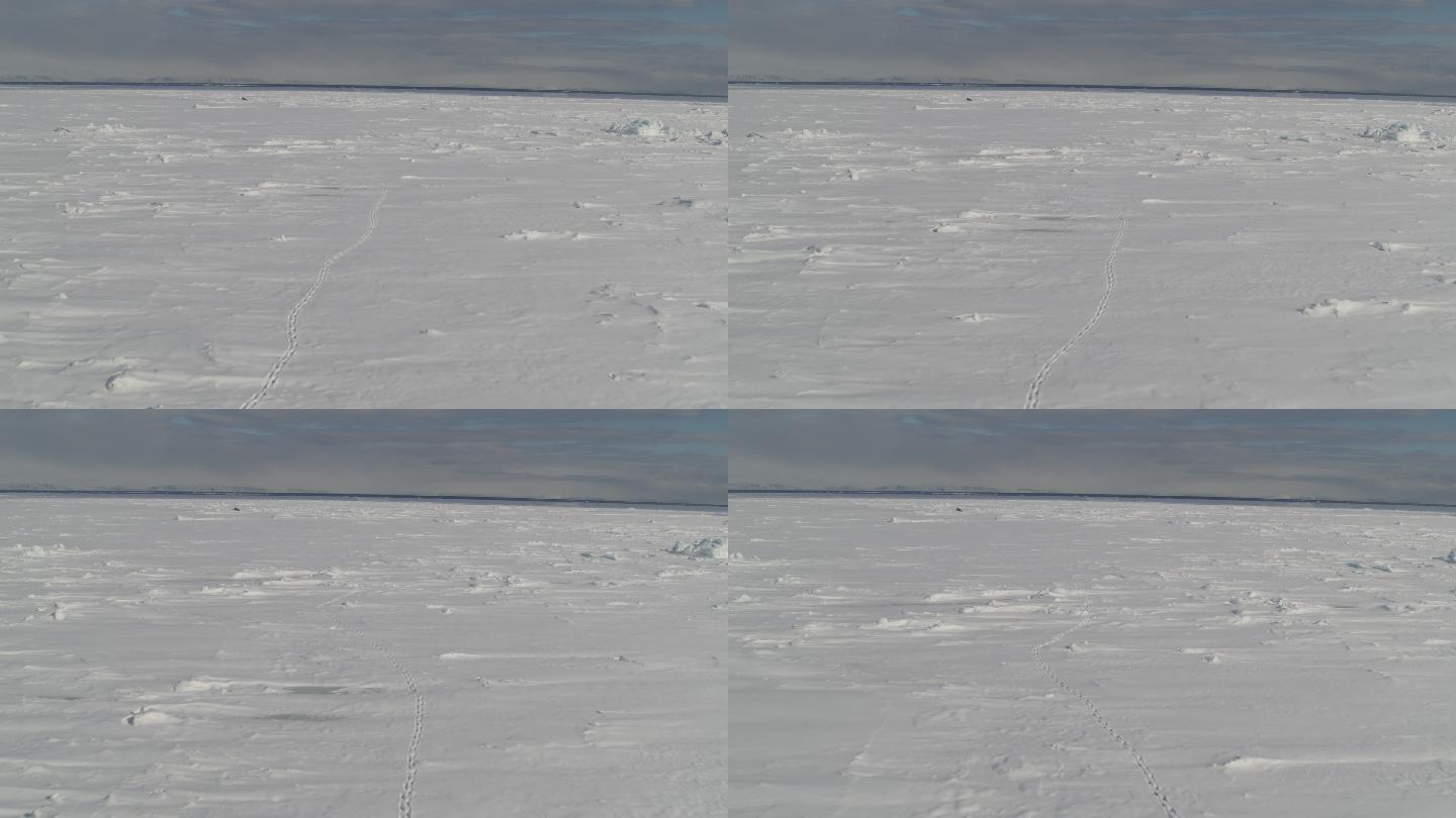 无人机拍摄了雪地里的动物足迹