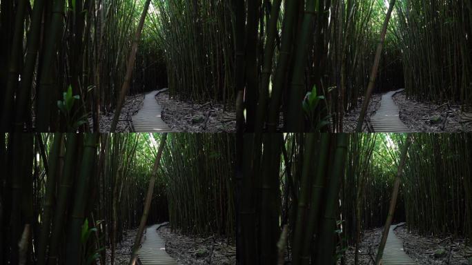 夏威夷毛伊岛令人惊叹的竹林