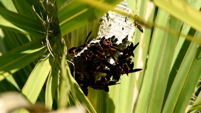 在巢中捕食幼虫和瓢虫的纸黄蜂