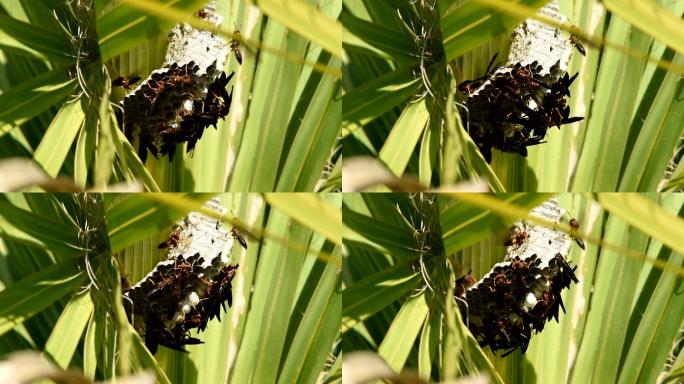 在巢中捕食幼虫和瓢虫的纸黄蜂