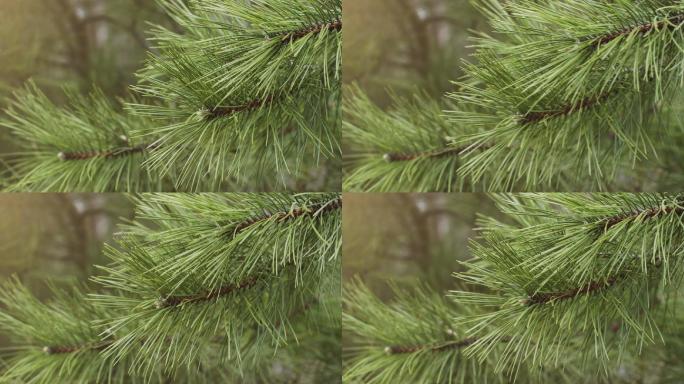 松针圣诞树的绿色树枝，尖利的针叶在风中飘动。股票视频