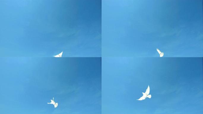 鸽子飞越蓝天