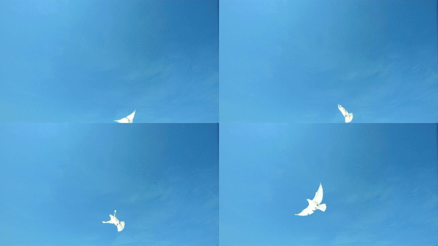 鸽子飞越蓝天