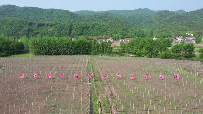 航拍湖北襄阳南漳吊瓜基地