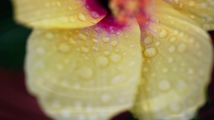 黄色木槿花上的水珠特写