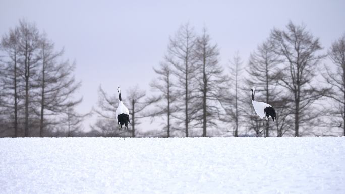 日本北海道东部冬季的贵霜丹顶鹤