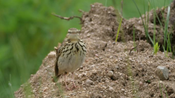 白俄罗斯春天的树琵琶（Anthus litoriis）鸣禽