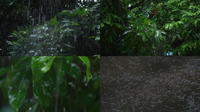 大雨中的龙眼树