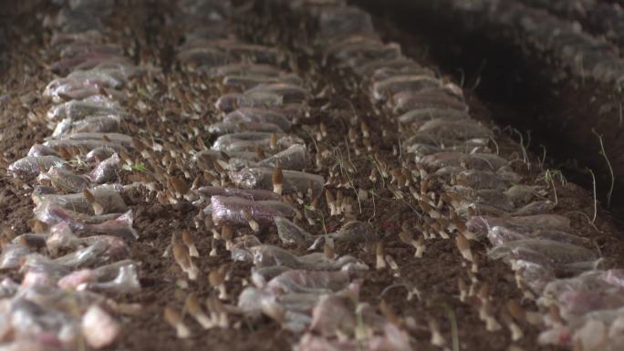 大棚种植食用菌羊肚菌蘑菇