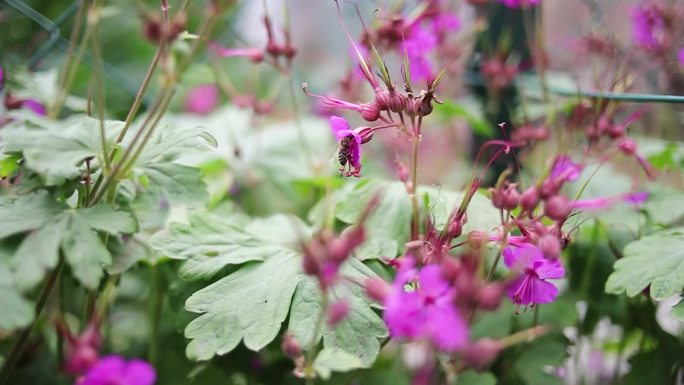 收集花蜜花粉的蜜蜂。春天正在苏醒。