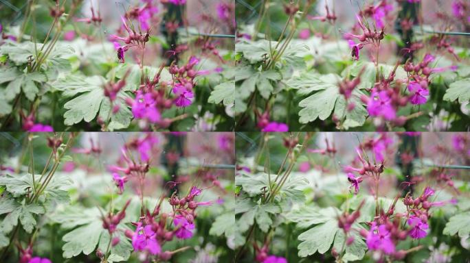 收集花蜜花粉的蜜蜂。春天正在苏醒。