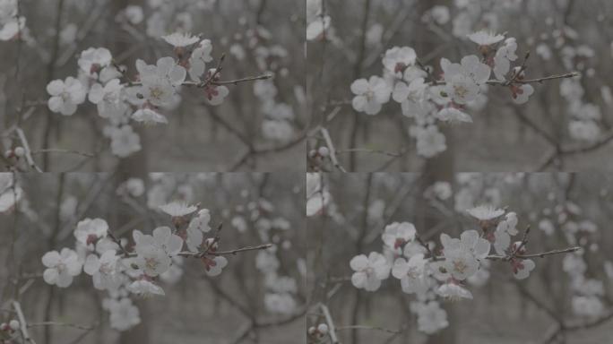 春天白色杏花高清视频素材