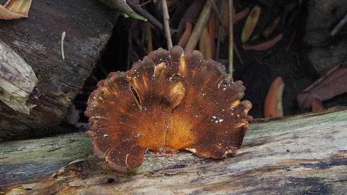 原木上的蘑菇菌类