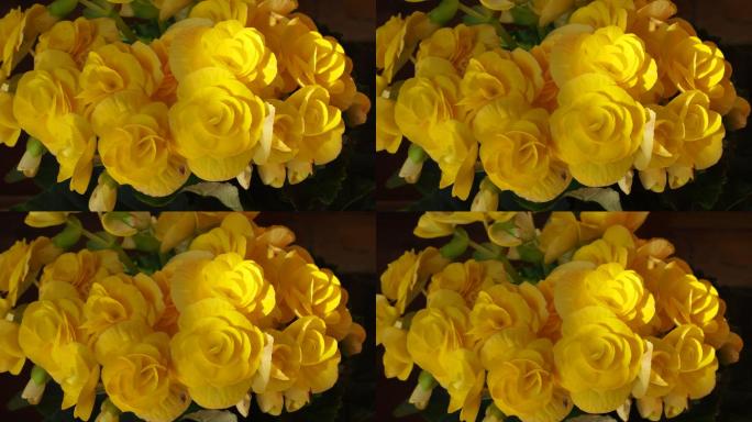 秋海棠鳞茎（玫瑰形）黄色玫瑰形