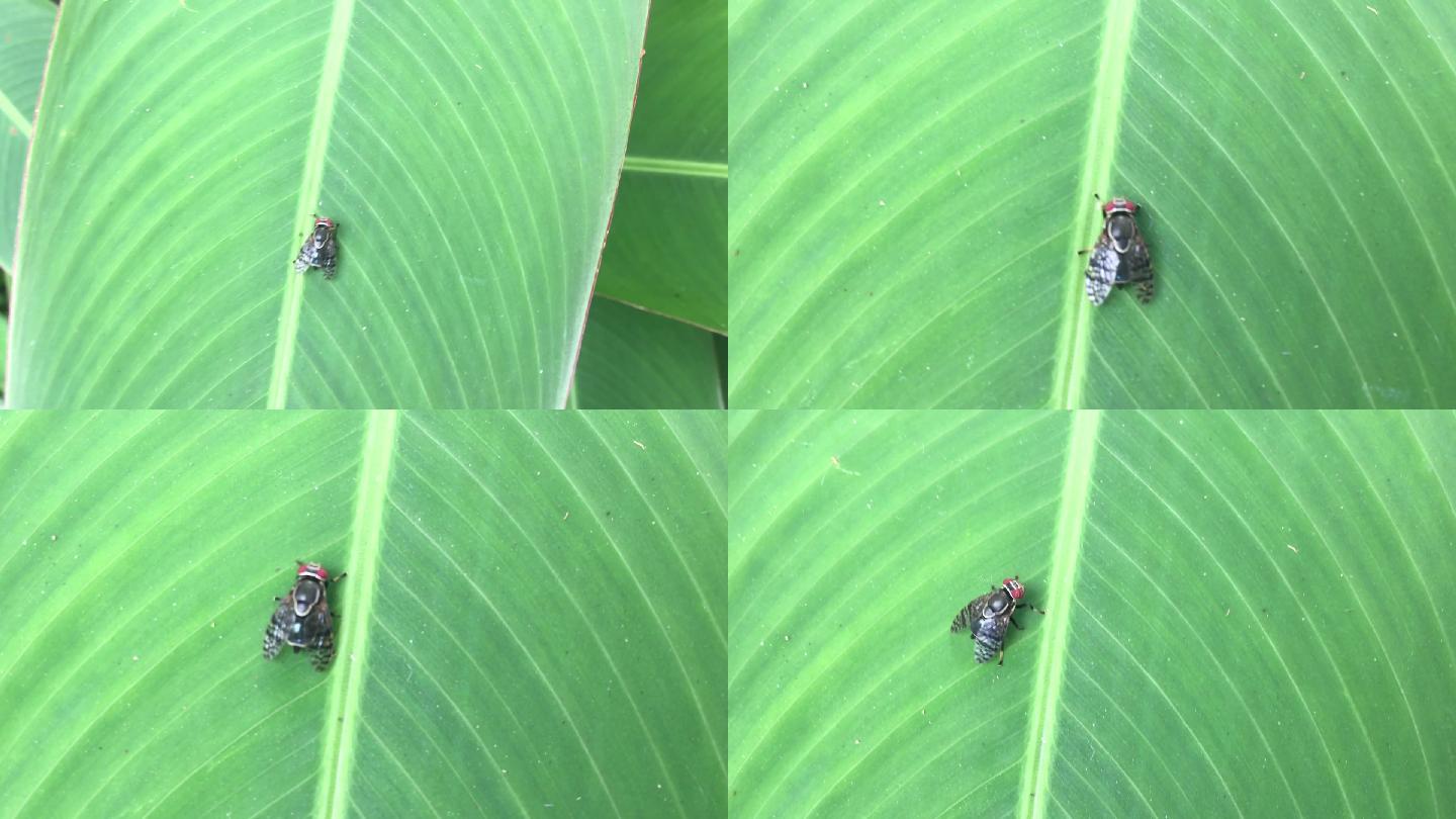站在绿叶上的家蝇虫蝇捕杀农药