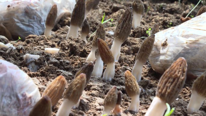 大棚培植羊肚菌蘑菇