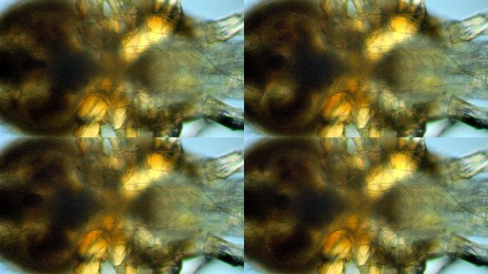显微镜下的螨虫蠕动生物研究