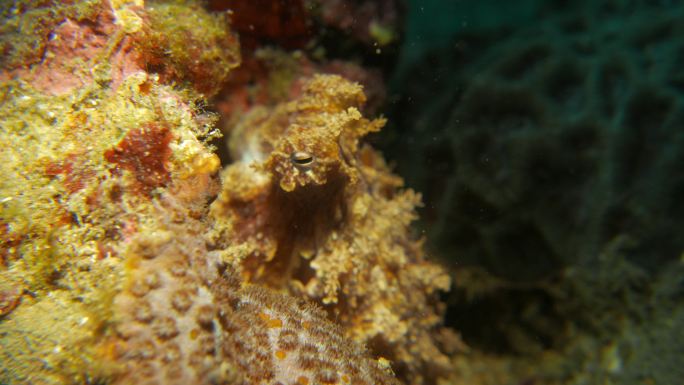 珊瑚礁中的小珊瑚章鱼