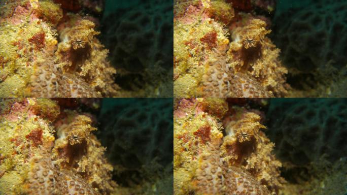 珊瑚礁中的小珊瑚章鱼