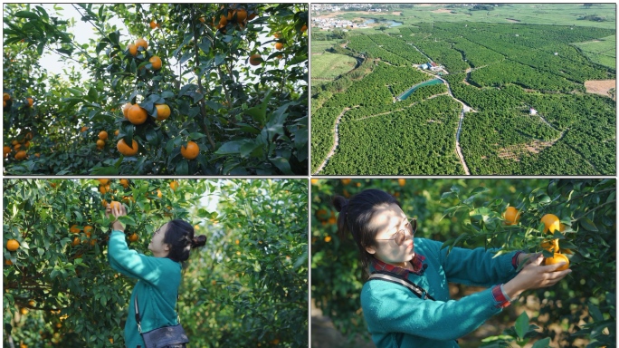 柑橘沃柑航拍果园