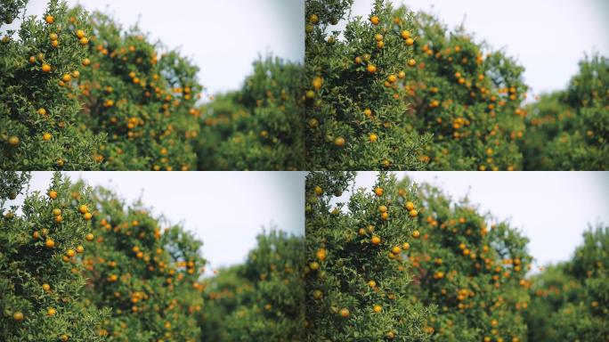 橘子树上的新鲜橘子