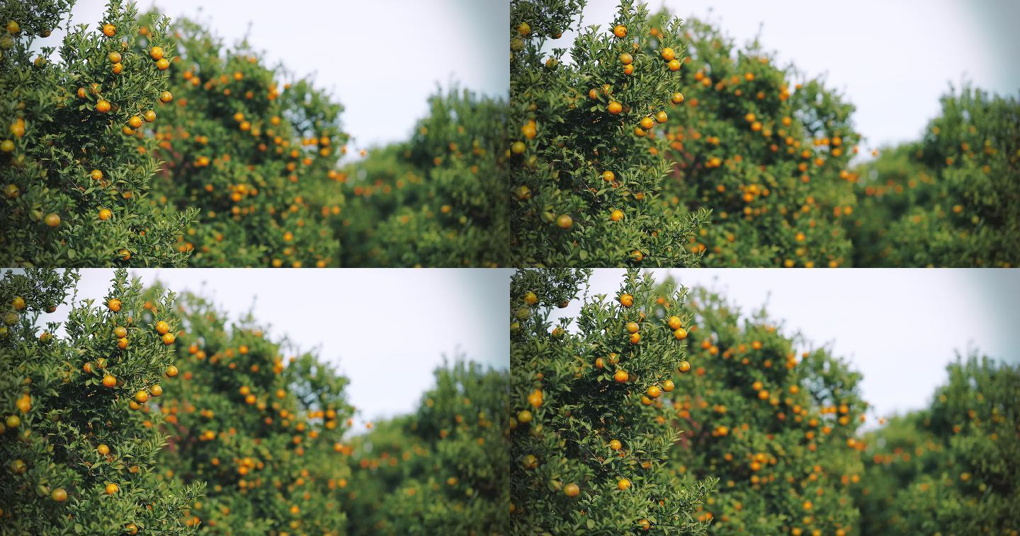 橘子树上的新鲜橘子