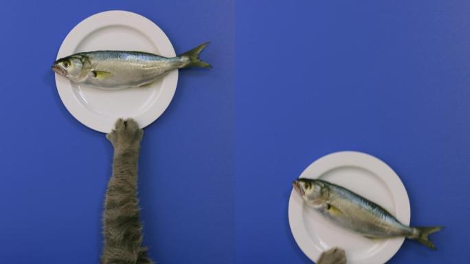 饥饿的猫拉着白色的盘子吃鱼。