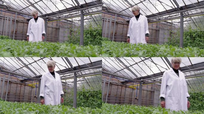 高级女研究员检查温室里的植物