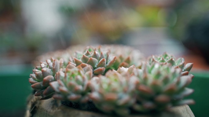 给多汁植物浇水淅淅沥沥