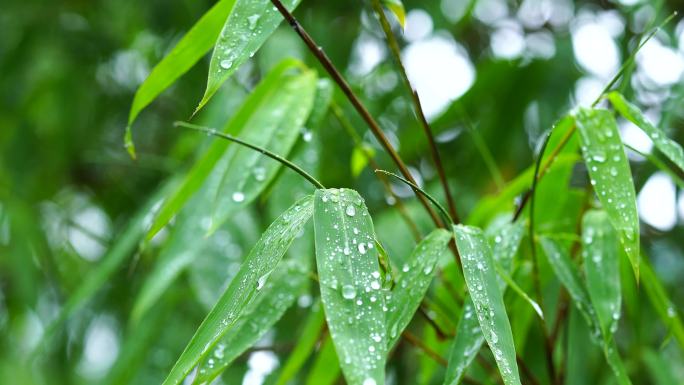 雨景禅意雨珠