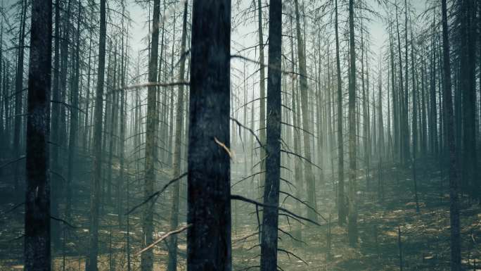 4K森林树林火灾环境破坏视频素材
