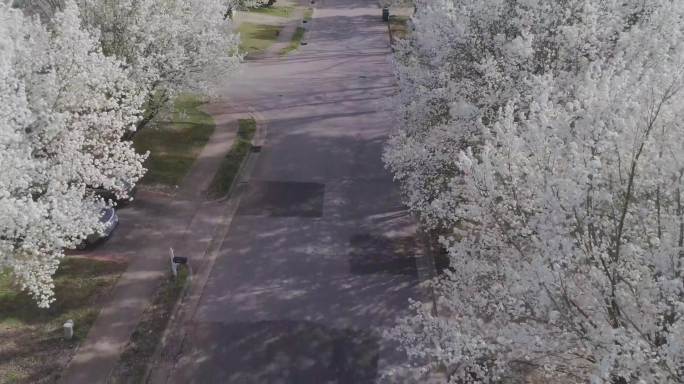 春天，布拉德福德的梨子排在街道两旁