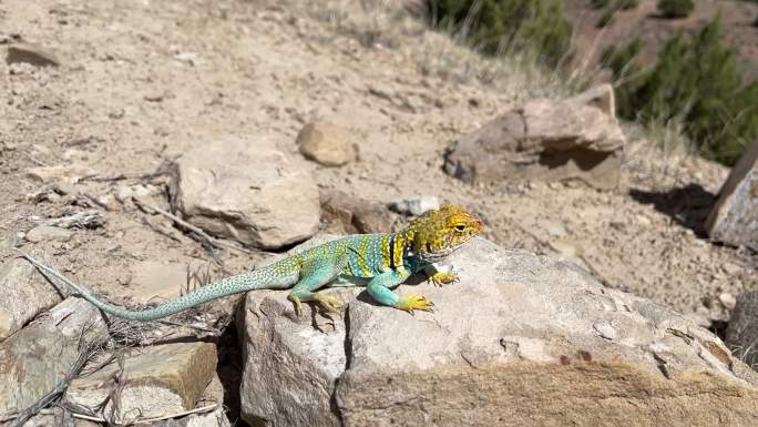 野生爬行动物科罗拉多西部沙漠环境中鲜艳的彩色领蜥蜴4K视频