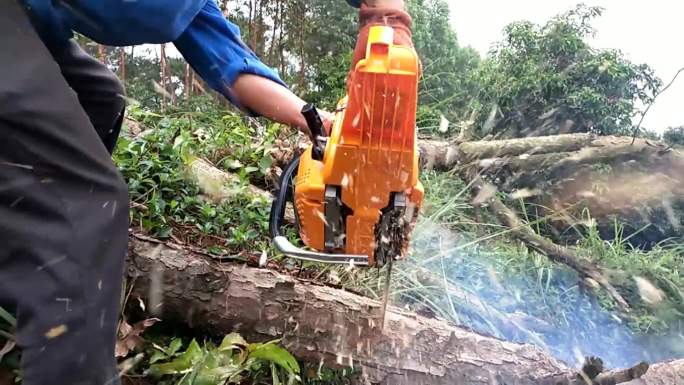 森林伐木工锯木头油锯锯木材砍树伐林业林场