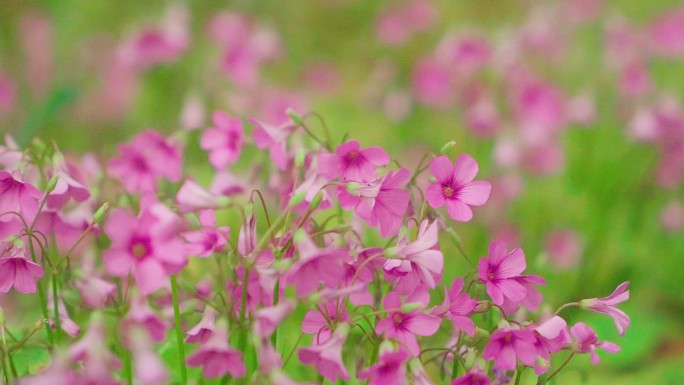 红花草 太阳花 风铃花 绿化 草地