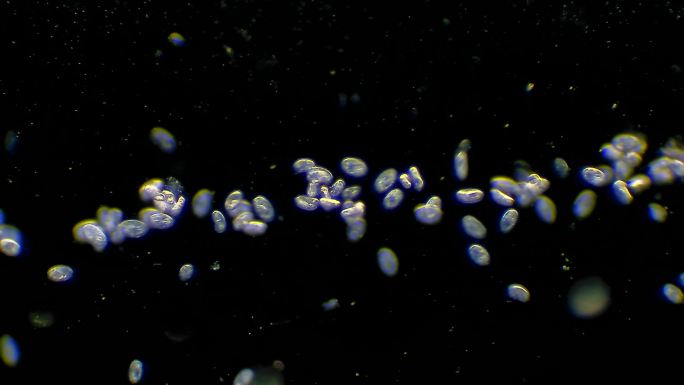 漂浮在水中的纤毛虫微生物群