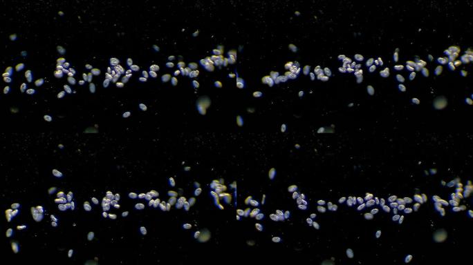 漂浮在水中的纤毛虫微生物群