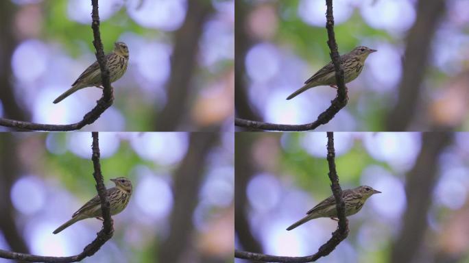 鸟树琵琶（Anthus triatiis）坐在一棵干枯的树上休息。