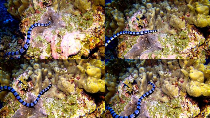 一条带状海蛇（Laticauda colubrina）游过热带安达曼海的一个暗礁