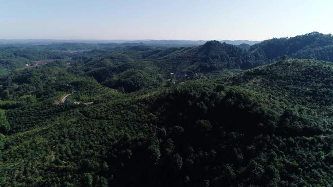 湖南桃源县茶油树油茶山航拍