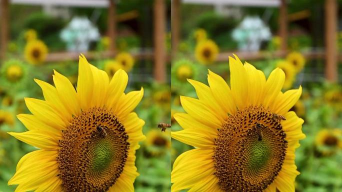 向日葵蜜蜂竖屏素材视频